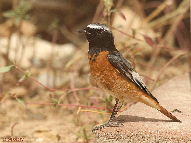 Common Redstart Phoenicurus phoenicurus samamisicus ,Kibbutz Ketura, Arava valley 15-03-12 Lior Kislev